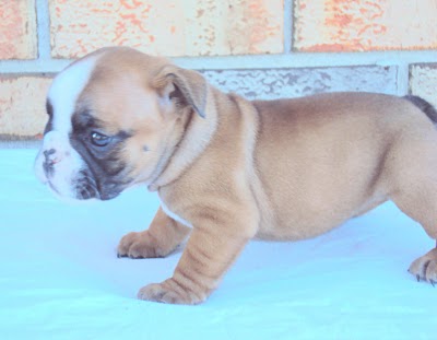 AKC English Bulldog