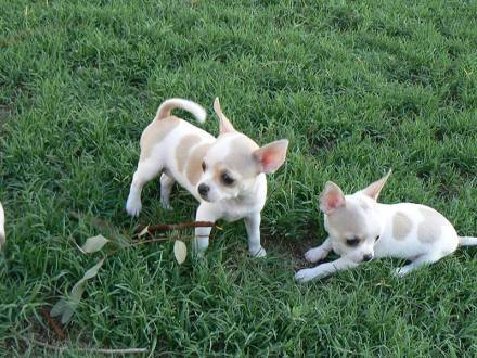 Gorgeous chihuahua puppies for Adoption