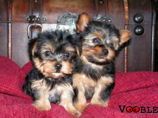 Adorable male and female teacup yorkie puppies for free adoption