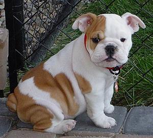 Cute English Bulldog Puppies For Free Adoption