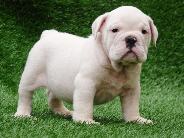 TWO CUTE MALE AND FEMALE ENGLISH BULLDOG PUPPIES