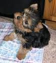 Adorable Potty Trained Teacup Yorkie Puppies For  Adoption