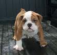 Adorable Male English Bulldog Puppy for Adoption