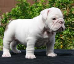 Adorable Male and Female English Bulldog Puppies