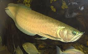 We supply live Red Asian Arowana,jardini Arowana,Chili Red,Golden Arowana and others etc