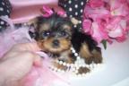 Cute male and female yorkie puppies for adoption