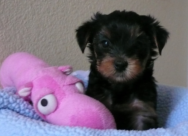 Cute Teacup Yorkie  Puppies For Free Adoption