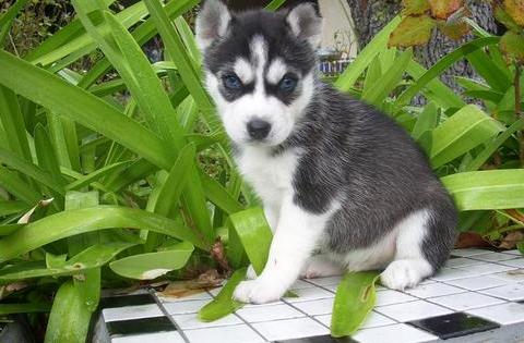 Adorable blue eyes siberian husky puppy for nice homes