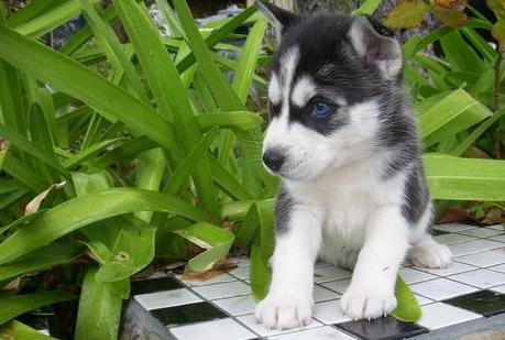 Siberian husky puppy ready to go