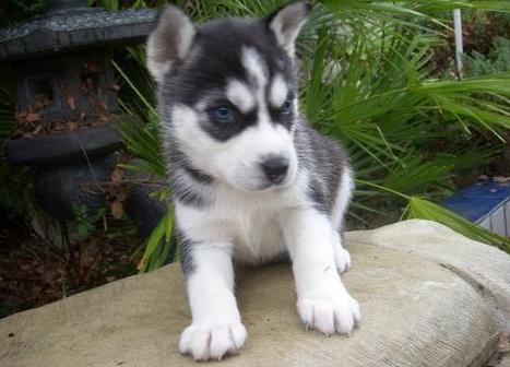 Best looking siberian husky puppy ready to go