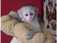 Two gorgeous cappuccino monkey remaining for adoption