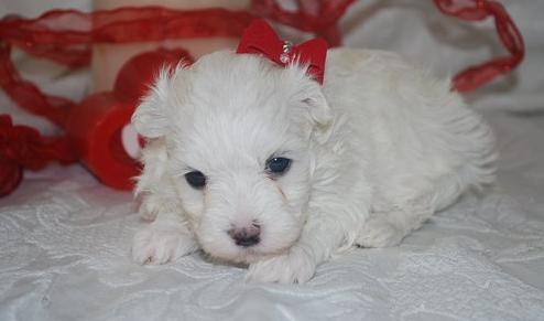 adorable maltese puppies for lovig homes