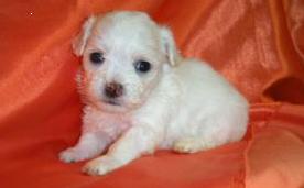 home trained maltese puppies for  pet loving homes