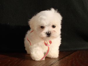 sweetable maltese puppies for needing homes