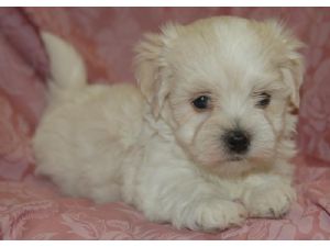 wanting to go maltese puppies