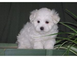 home trained  maltese puppies ready to go