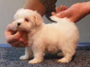 maltese puppies avalable for good homes