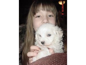 vet checked and akc registered maltese puppies