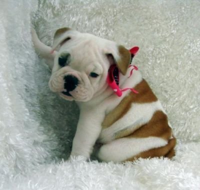 Quality English Bulldog Puppies For Adoption