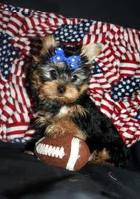 CUTE LOOKING MALE AND FEMALE TEACUP YORKIE PUPPIE