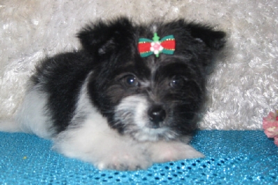 Yorkie puppy for adoption