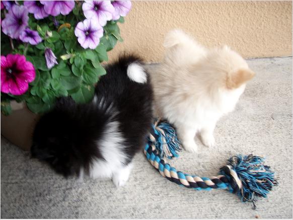 Teacup Male and Female Pomeranian puppies