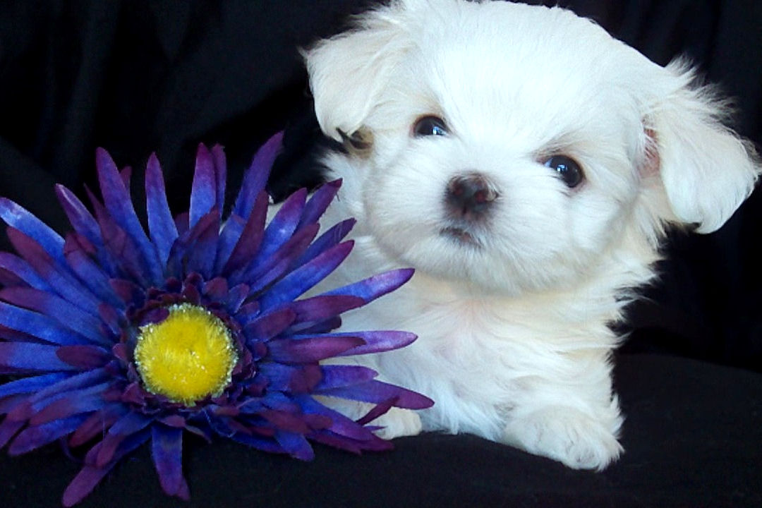 two lovely and cute maltese puppies for adoption