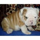 wrinkles english bulldog puppies