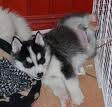 cutest siberien huskies $100