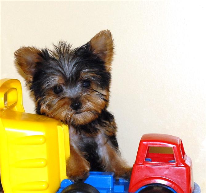 Gorgeous Tea Cup Yorkie Puppies For Free Adoption