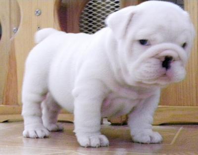 Cute and Adorable english bulldog