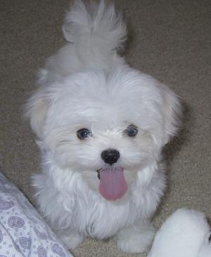 This is an adorable little Maltese puppy