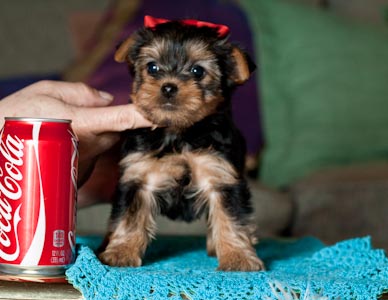 Two female teacup yorkie puppies available for adoption