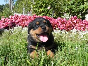 AKC champion sired Rottweiler puppies