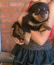 Champion AKC Rottweiler puppies