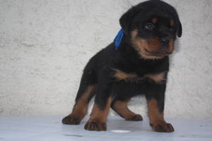 Incredibly Gorgeous Rottweiller / German Shepard Mix Puppies