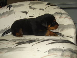 rottweiler puppies