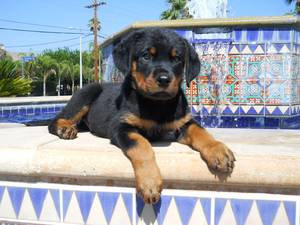 Rottweiler Puppies GERMAN