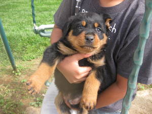 AKC PUREBRED GERMAN LINE ROTTWEILER PUPPIES