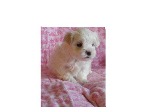 maltese Puppy For Sale.