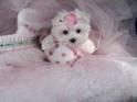 vet cheacked teacup maltese puppies for adoption at $ 100