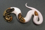 Well trained and healthy albino and piebald ball pythons for sale