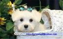 cute white teacup maltose puppies for adoption