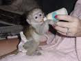 CUTE FEMALE BABY CAPUCHIN MONKEY FOR FREE ADOPTION