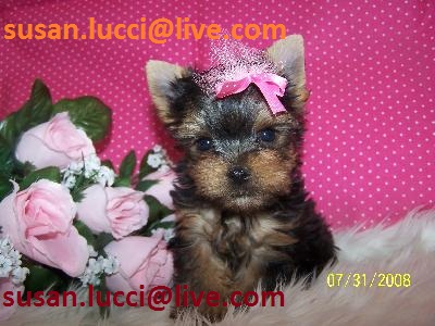 Three cute Yorkie Puppies(susan.lucci@live.com)