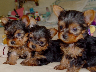 Adorable Teacup Yorkie Puppies For Free Adoption