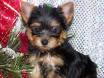 Male and Female teacup yorkie puppies for adoption