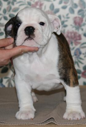 Eglish bulldog puppies  for free re homing