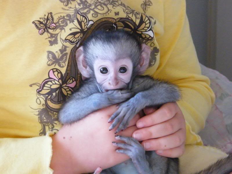 male and female capuchin monkeys for adoption