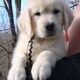 golden retriever puppy ready for sale